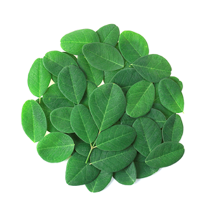A circular arrangement of vibrant green leaves on a white background.