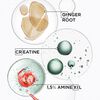 Illustration of ginger root, creatine, and amine ingredients in a skincare formula, highlighting their properties.