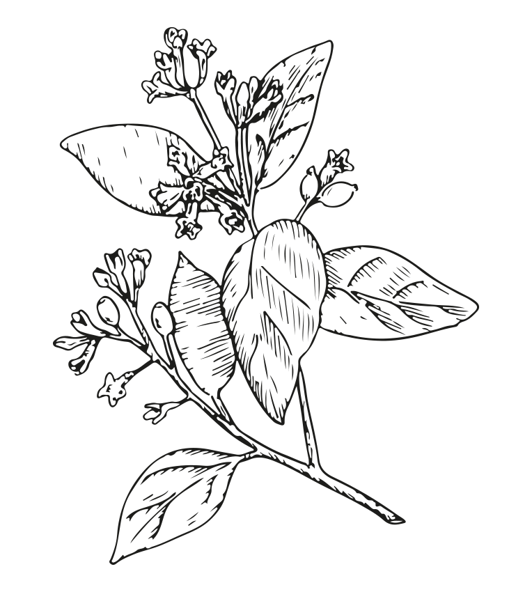 A detailed black and white illustration of a flowering plant branch with leaves and small blossoms.